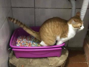 Gatinho usando a caixa de areia