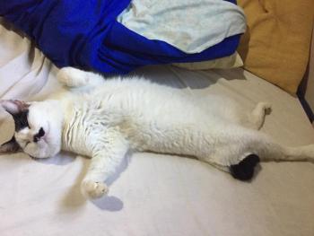 Gato