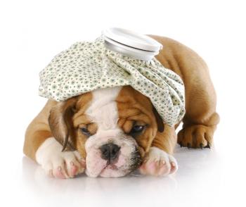 Cachorro com infecção