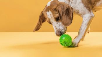 Cachorro brinca durante a quarentena