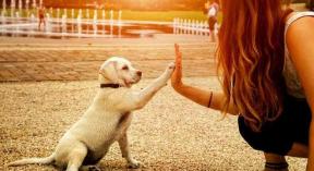 Cachorro com Humano 