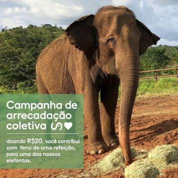 elefanta, santuaria, camapanha, doação