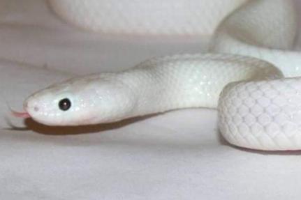 Reprodução/Facebook