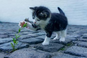 Gato