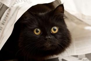 Gato com medo de fogos 