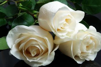 rosa branca simpatia amor