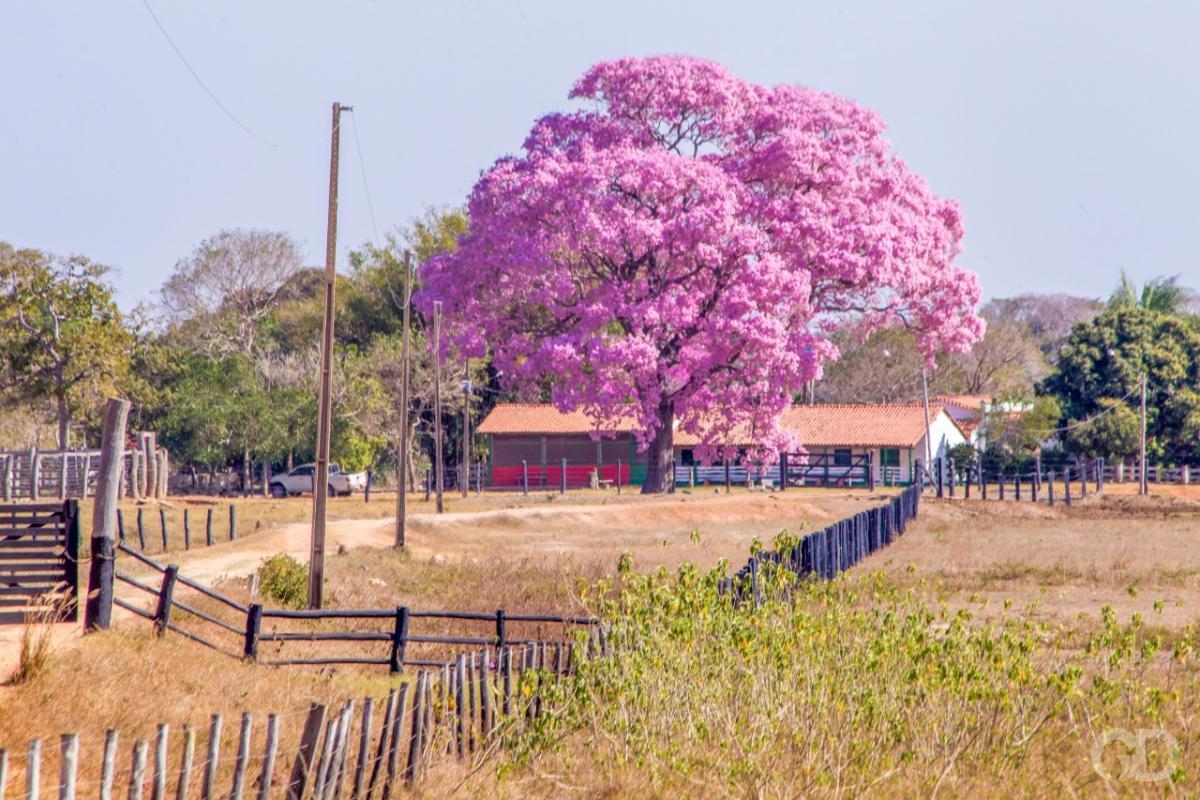 Ipês florescem no sofrimento do inverno seco de Mato Grosso | Gazeta Digital