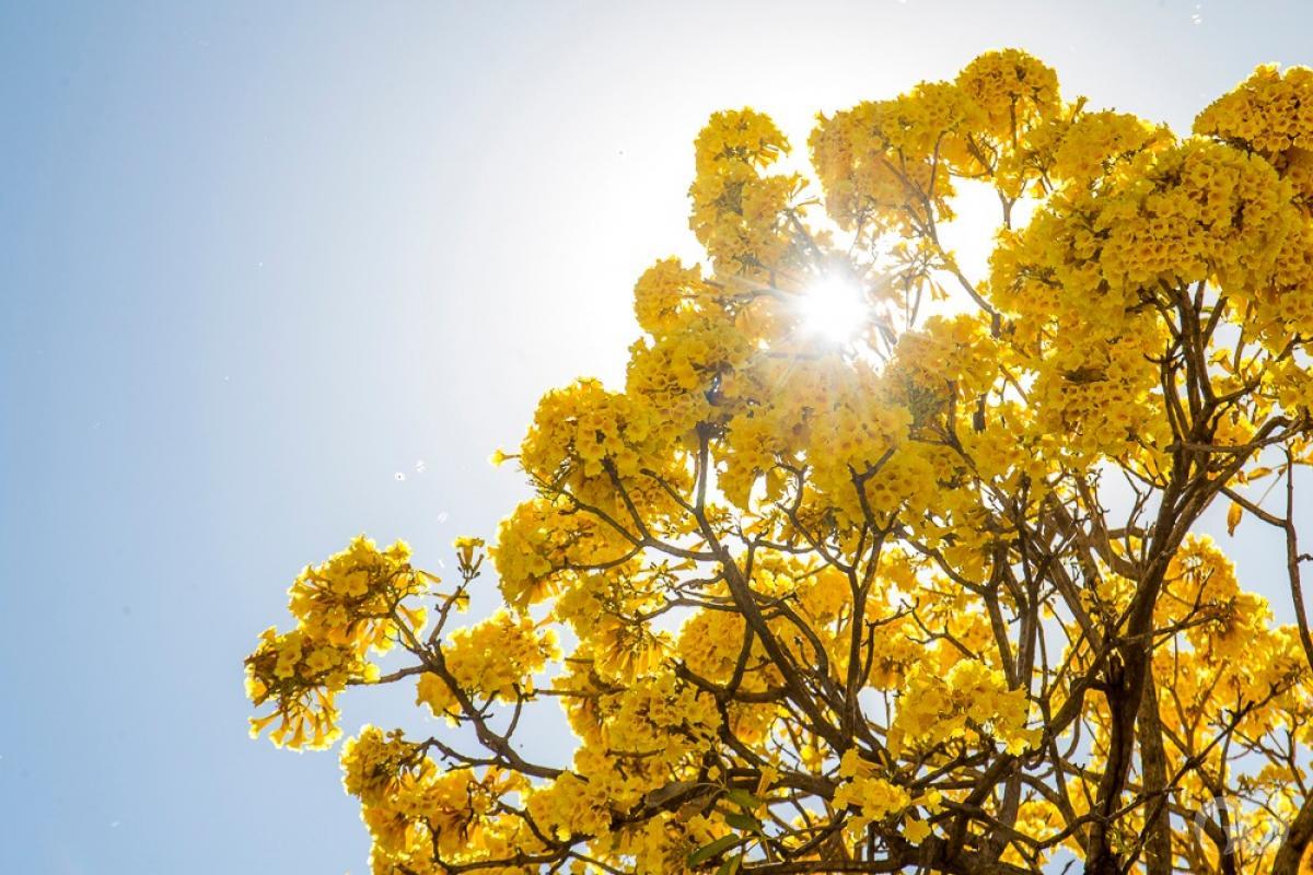 Ipês florescem no sofrimento do inverno seco de Mato Grosso | Gazeta Digital