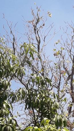 gafanhotos quinta bandeiras