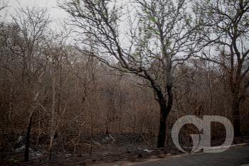 Visita ao Pantanal