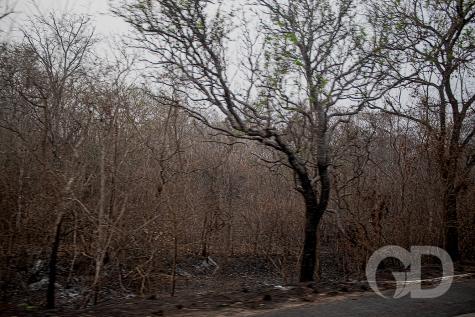 Bombeiros controlam fogo em fazenda na Transpantaneira - Vimarsana News
