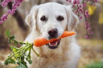 Cachorro com cenoura 