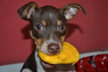 Cachorro chupando manga