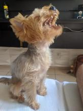 Cachorro perdido Abu