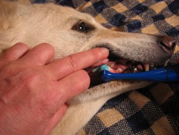 Escovação de dentes do pet 