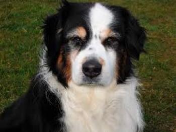 Cachorro idoso 