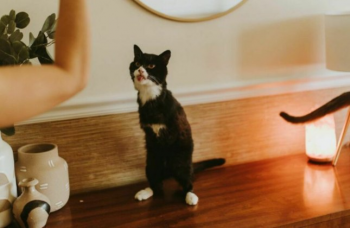 Gato de Duas Patas 
