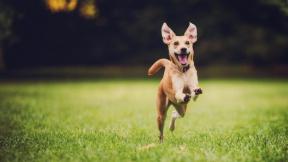 Pet sagit&aacute;rio