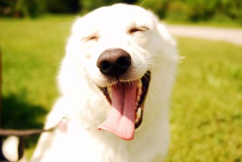 Pets também têm signos; conheça a personalidade e características de cada animal - Vimarsana News