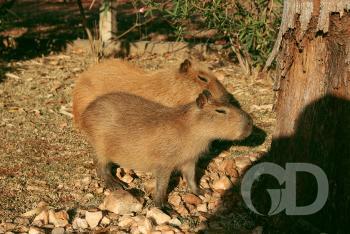 Capivara