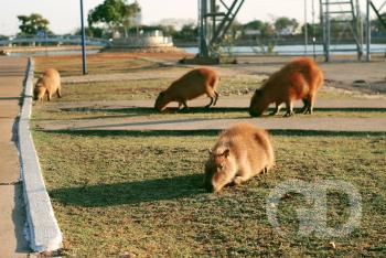 Capivara