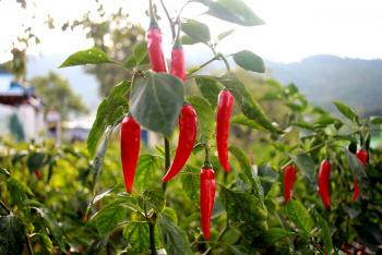 pimenta
