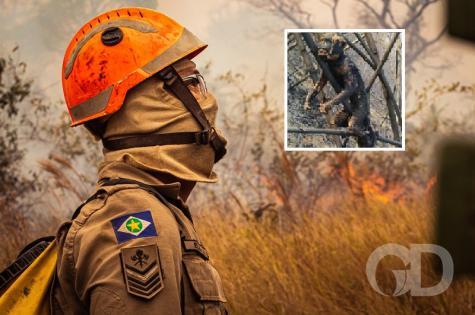 Bombeiros de MT afirmam que imagens de animais queimados foram registradas em MS - Vimarsana News