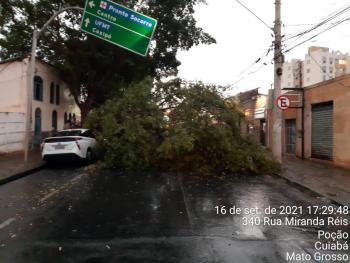 Queda de &aacute;rvore