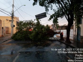 Queda de &aacute;rvore