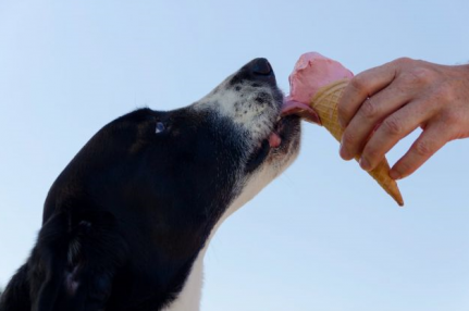 Divulgação/DogHero 