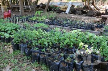 Horto Florestal / Plantas terapias Rem&eacute;dios / Homeopatia 