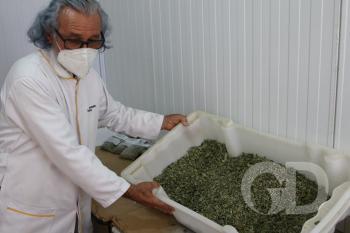 Horto Florestal / Plantas terapias Rem&eacute;dios / Homeopatia 