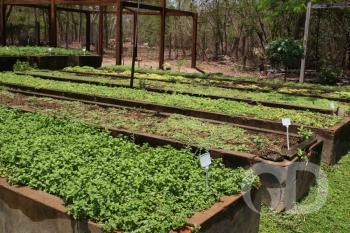 Horto Florestal / Plantas terapias Rem&eacute;dios / Homeopatia 