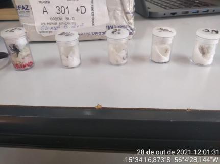 Foto: Divulgação/Polícia Ambiental 