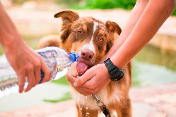 Pet hidratação