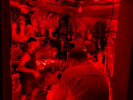 Pelos Olhos da Pantera