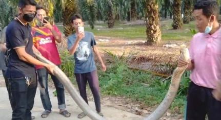 Foto: Reprodução/Facebook ด้วยรัก และผูกพัน