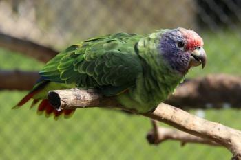 Papagaio-de-cara-roxa