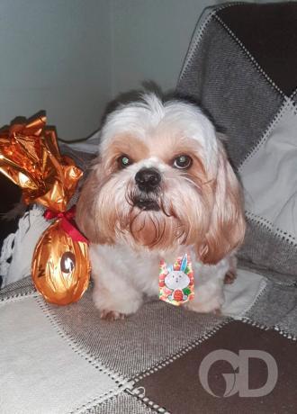 Benito com ovo da páscoa