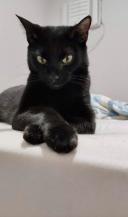Gato teimoso