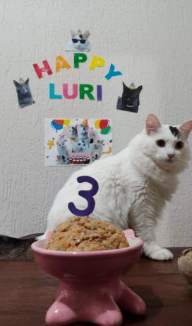 Gato teimoso