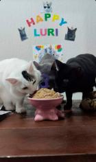 Gato teimoso