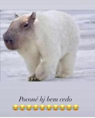 Frio 2022 Memes