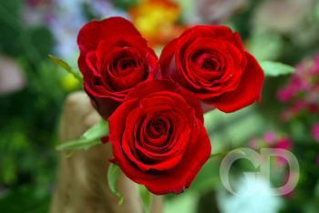 buque de rosas