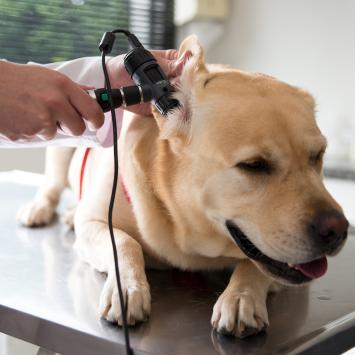 Cão com otites 