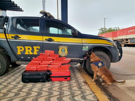 Cão farejador ajuda PRF localizar 30 kg de maconha em ônibus 