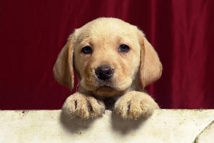 Shutterstock