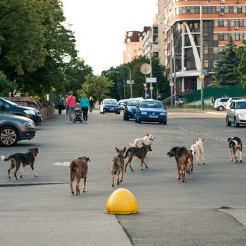 Cachorros na rua