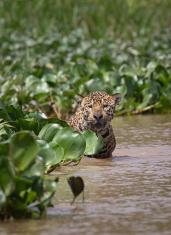 Pantanal / On&ccedil;a-pintada 