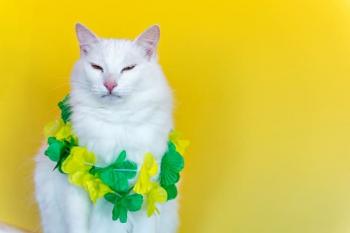 gato roupa copa